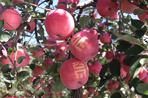 煙富8號蘋果樹苗